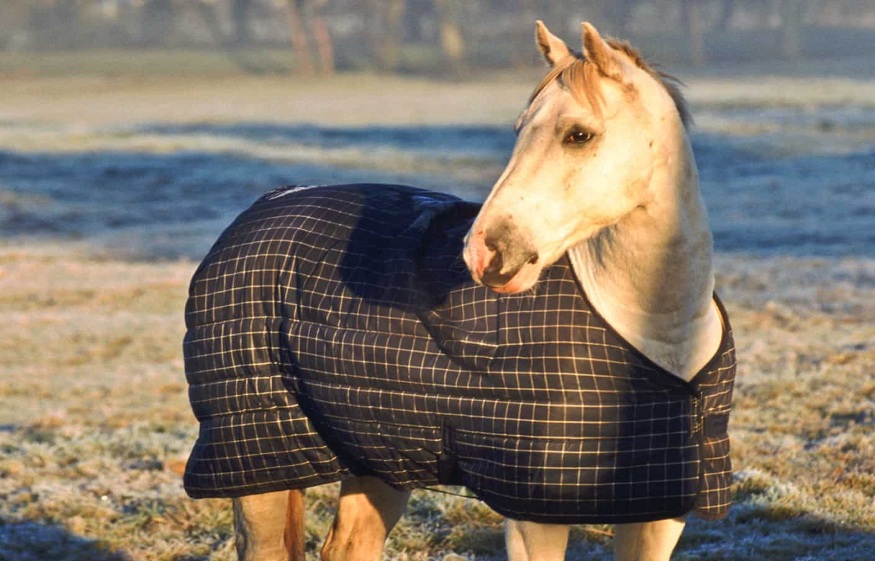 Are You Aware Of the Benefits of Blanketing a Horse?