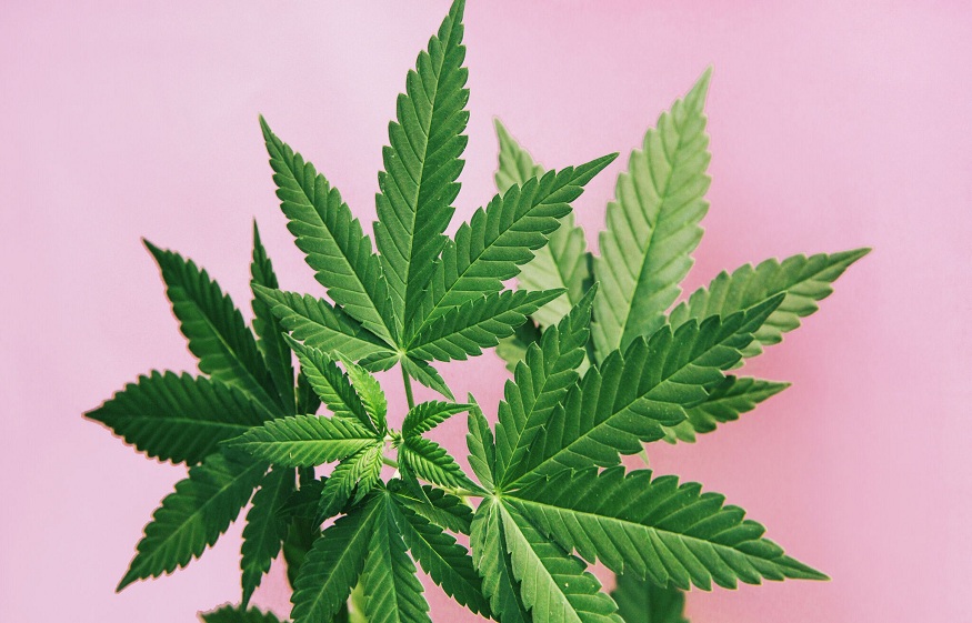 Understanding The Legalization Of Medical Marijuana In Texas